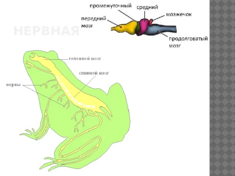 Нервная система земноводных 7 класс таблица. Класс земноводные внутреннее строение лягушки. Строение земноводные 7 класс биология. Внутреннее строение земноводных 7 класс биология. Земноводные пищеварительная система таблица