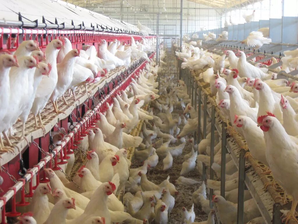 Несушка бизнес план. Мини птица ферма. Сколько в среднем живет курица несушка. Бизнес схема птицефабрики по выращиванию бройлеров. Личное подсобное хозяйство куры.