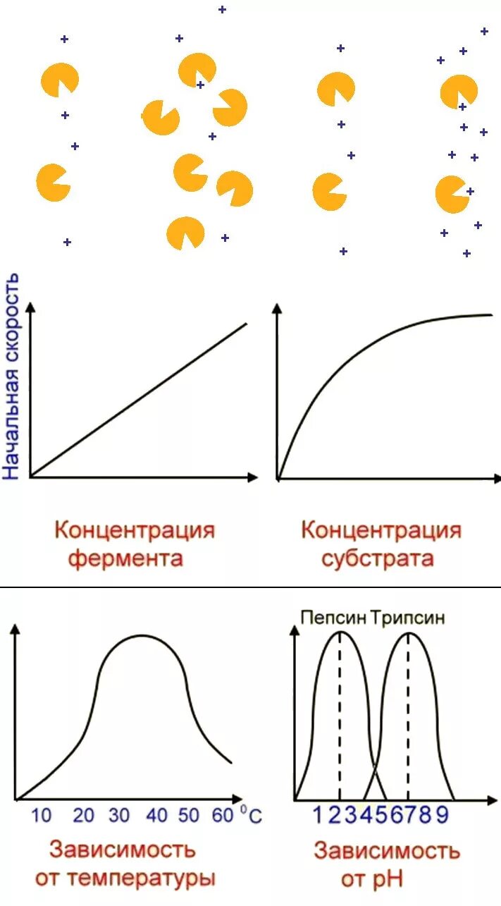 График зависимости фермента от температуры. График зависимости скорости ферментативной реакции от температуры. График скорости реакции от концентрации фермента. График зависимости скорости ферментативной реакции от PH. График зависимости активности ферментов от концентрации субстрата.