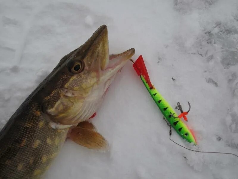Уловистые балансиры на судака. Уловистый щучий балансир. Балансир щуренок. Самый уловистый балансир лаки куусамо. Лучшие балансиры на щуку.