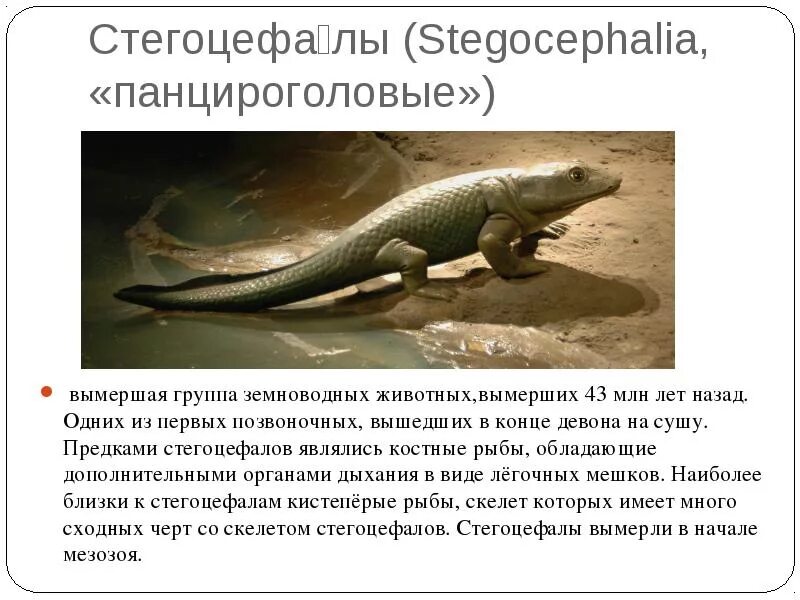 Предки наземных позвоночных. Первые наземные позвоночные. Ихтиостеги и стегоцефалы. Появление первых бесчелюстных рыб. Первыми позвоночными животными на суше были.