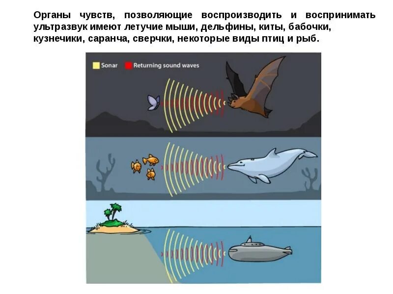 Входными воротами для эхолокационного слуха дельфина служит. Ультразвук в эхолокации. Эхолокация у животных. Летучая мышь ультразвук. Эхолокация китов.