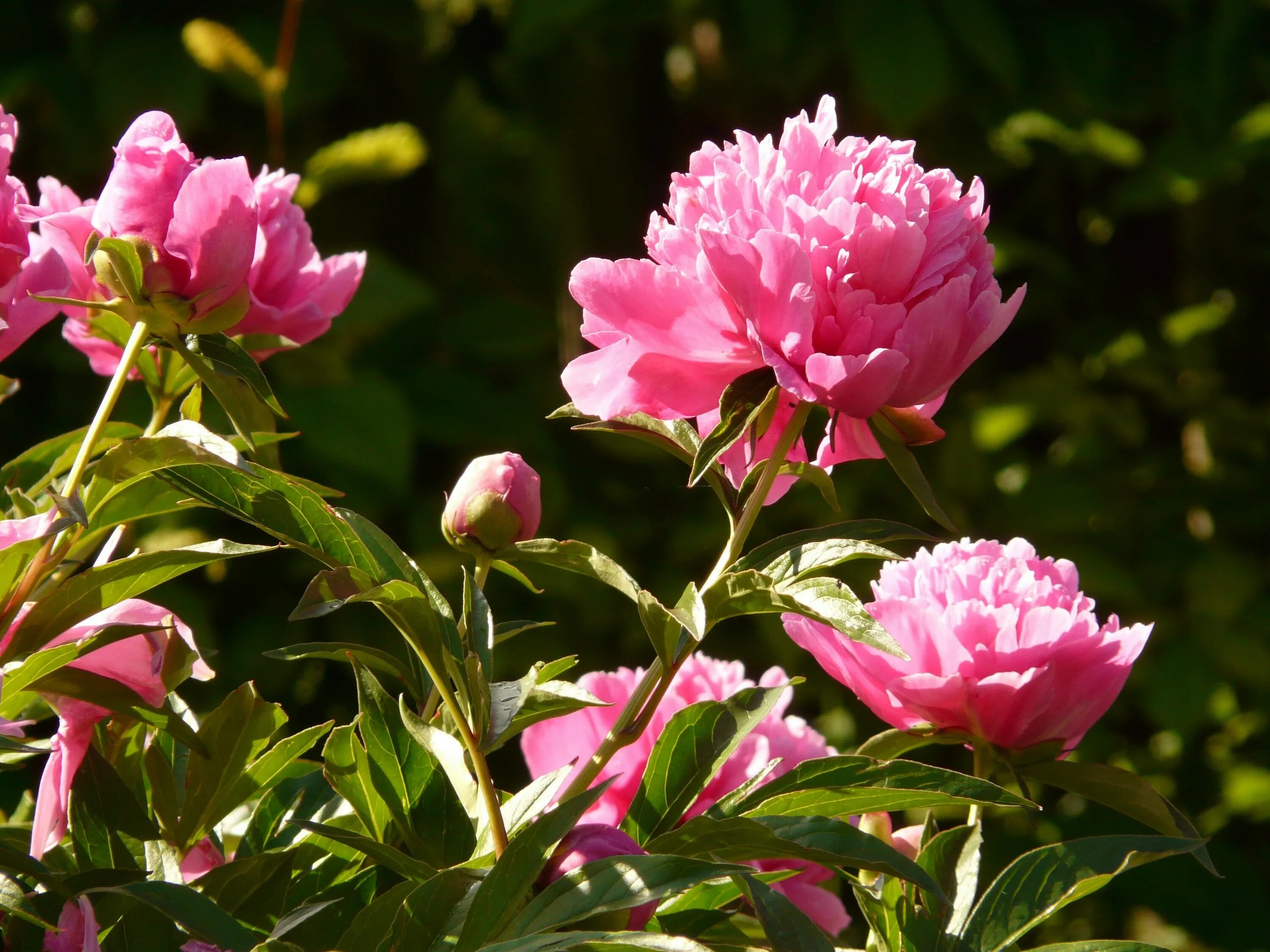 Пионы в июле. Пион смоута. Пиони пинк (peony pink). Пионы в июле. Бартеллеза пион.