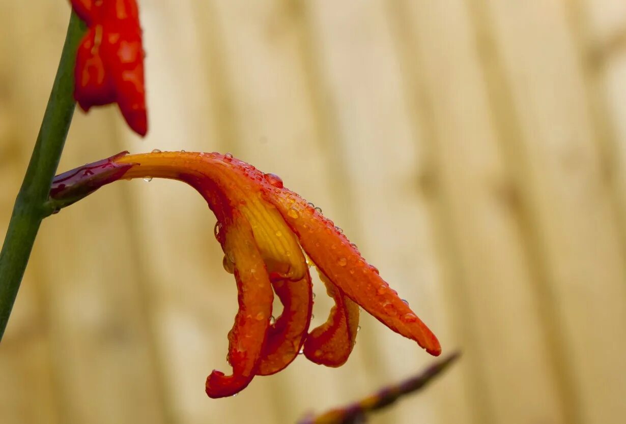 цветок 2014 года. белые цветы 2014 альбом. N flower. цветок 2014 года. цветок 2014 года.