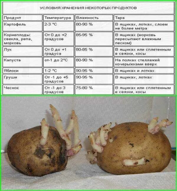 Температура хранения картошки. Оптимальные условия хранения картофеля. Хранение картофеля температурный режим. Срок хранения очищенного картофеля.