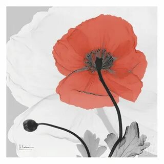 Catnap poppy arts