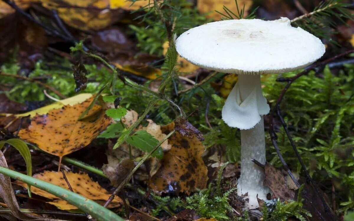 California Fungi: Agaricus xanthodermus