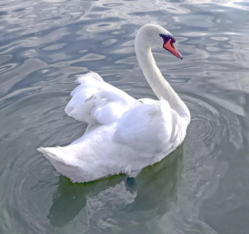 Работа белых лебедей. Белый лебедь лебедь чистый. Лебедь картинка. Фотографии белых лебедей. Лебедь на черном фоне.