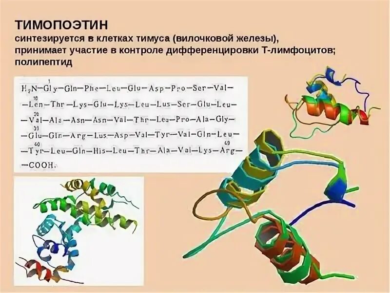 Тимозин и тимопоэтин в тимусе вырабатывают клетки. Тимопоэтин. тимопоэтин гормон. тимулин функции гормона. гормоны тимуса клетки мишени.