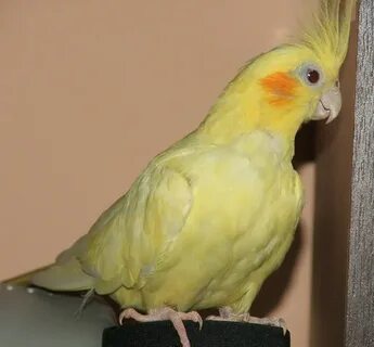 Попугай корелла желтый