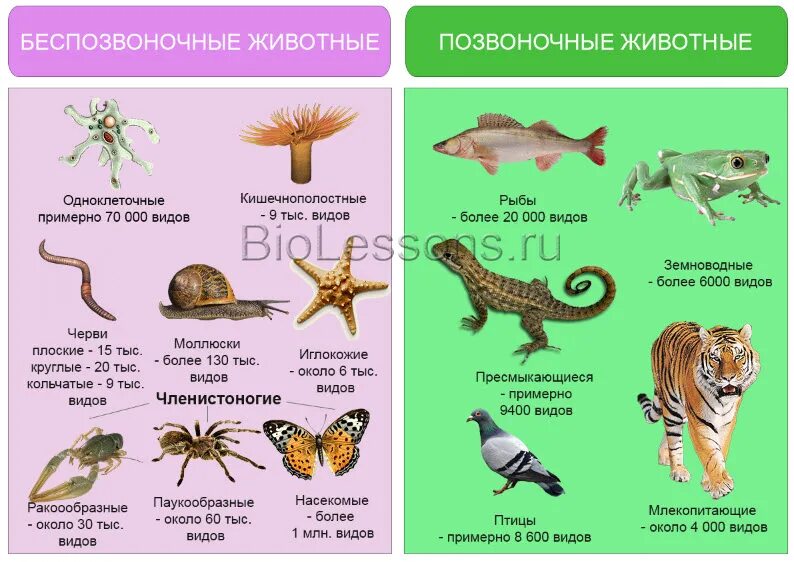 Позвоночные относятся к типу хордовые. Группы беспозвоночных животных. Позвоночные животные. Позвоночных и беспозвоночных. Систематика беспозвоночных животных.