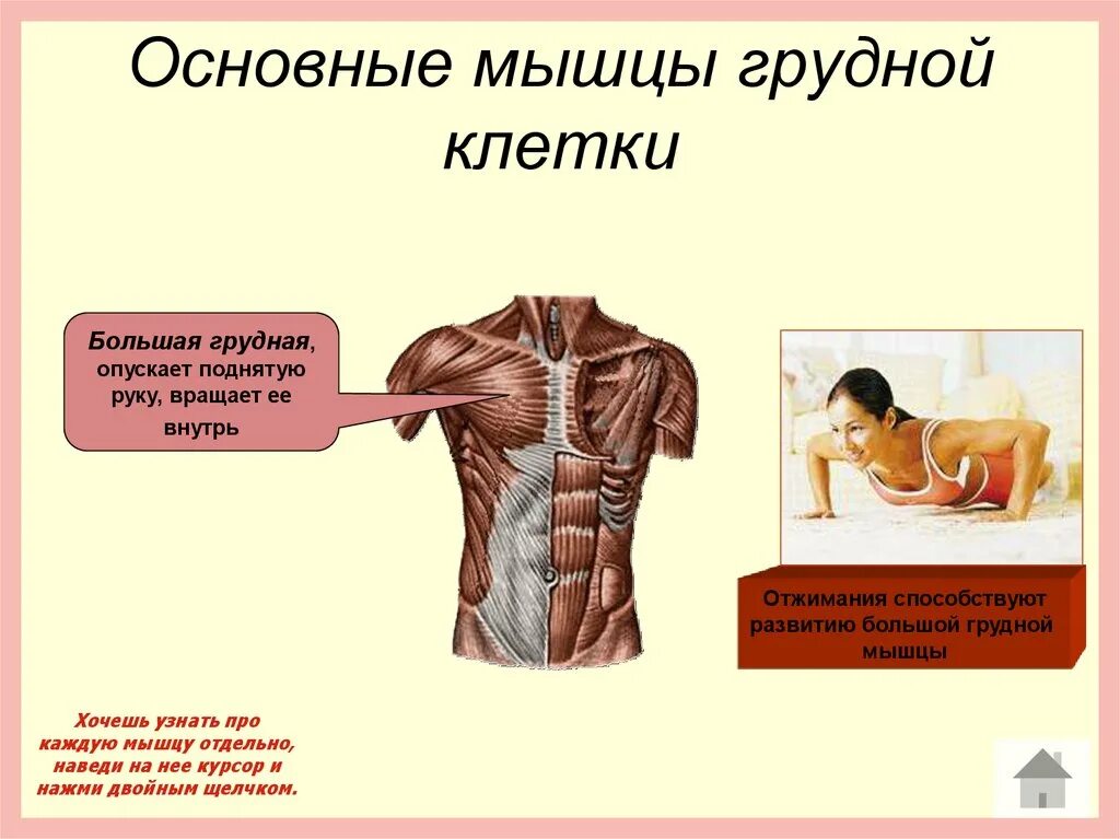 Основные мышцы для развития. Основные мышцы. Мышцы рук и грудной клетки. Мускулатура грудной клетки. Мышца вращающая грудную клетку.