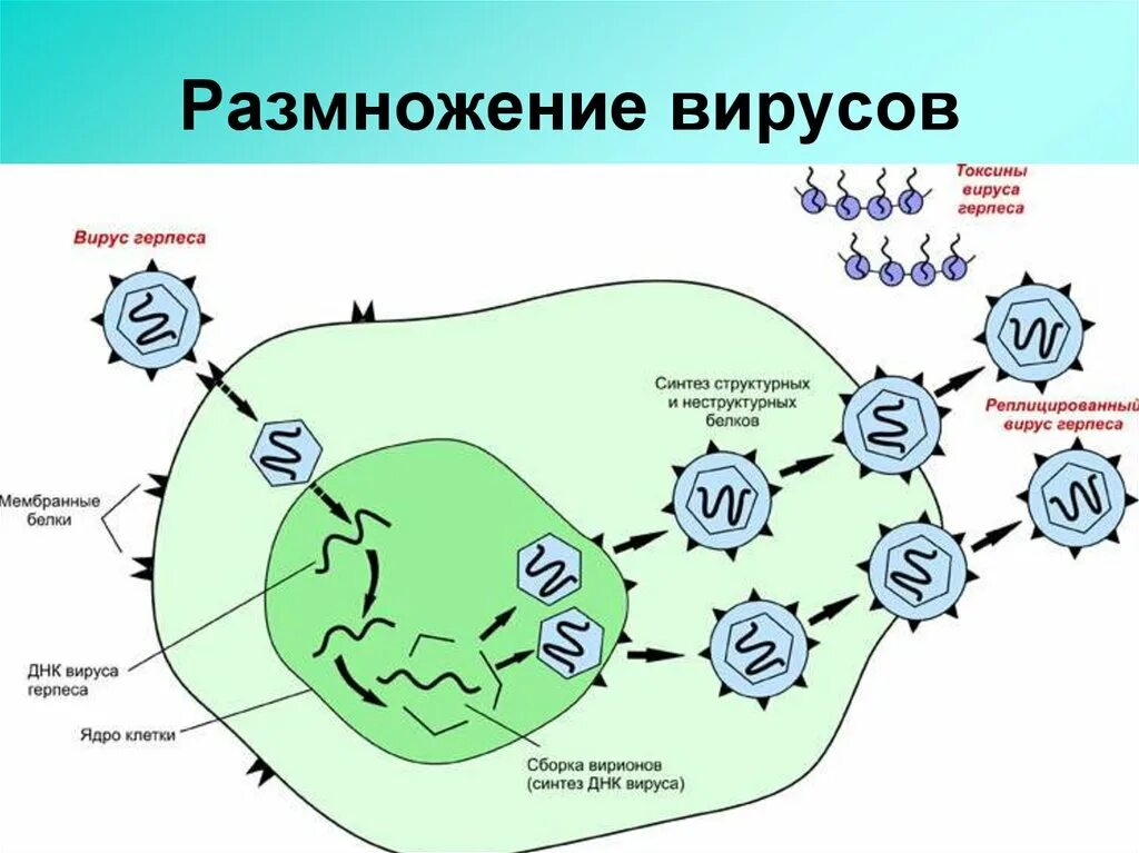 Цикл репродукции вируса герпеса. Механизм размножения вируса герпеса. Размножение вирусов схема. Схема взаимодействия вируса с клеткой.