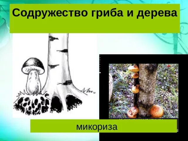 Гриб головня образует микоризу. Грибы образующие микоризу. грибница микориза. что такое микориза у грибов. картинка схема содружество гриба и дерева.