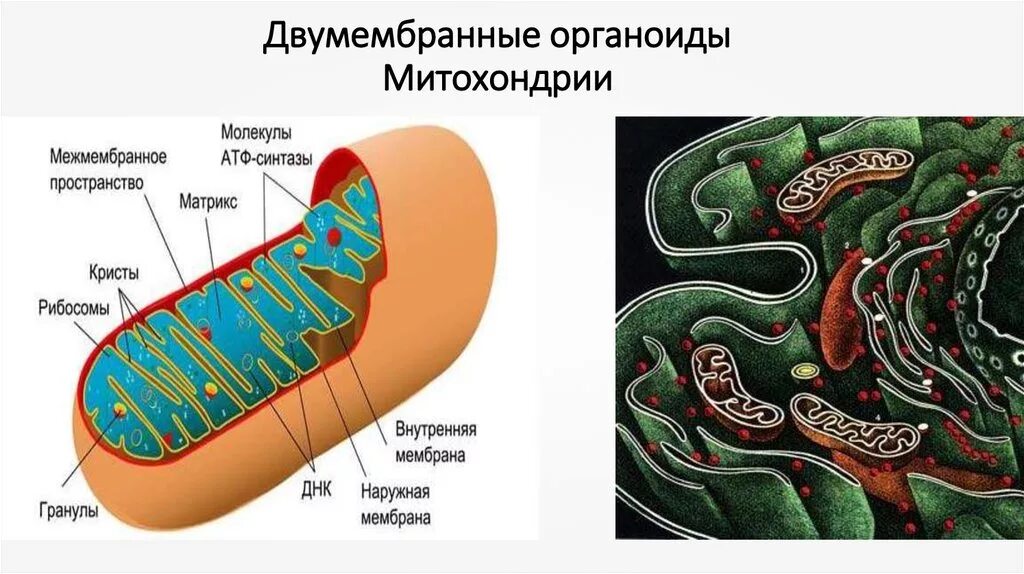 Атф в растительной клетке. Митохондрия двумембранный органоид. Митохондрии двухмембранныея. Синтез АТФ В митохондриях. Митохондрия АТФ рисунок.