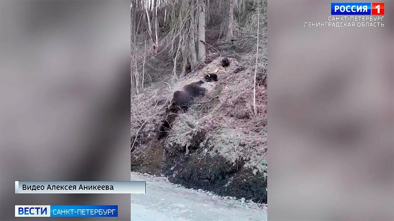 Вести санкт-петербург сегодня. Вести санкт-петербург сегодняшний выпуск. Вести санкт-петербург выпуск вестей. Вести санкт-петербург выпуск вестей. Вести санкт-петербург 2017.