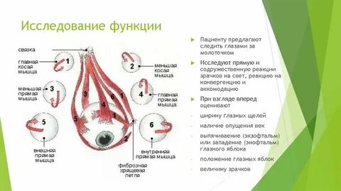Реакция зрачков на свет прямая и содружественная