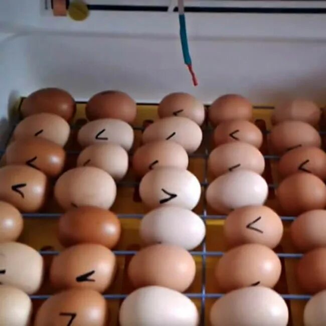 Сколько времени яйцо в инкубаторе. Инкубатор для индюшиных яиц. Инкубация гусиных яиц в инкубаторе Нептун. Закладка яиц в инкубатор ,Рябушка. Инкубационное яйцо закладка в инкубатор.