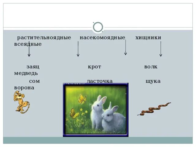 Заяц это хищник или травоядное животное. Хищники всеядные Насекомоядные. Растительноядные. Заяц растительноядное животное или нет.