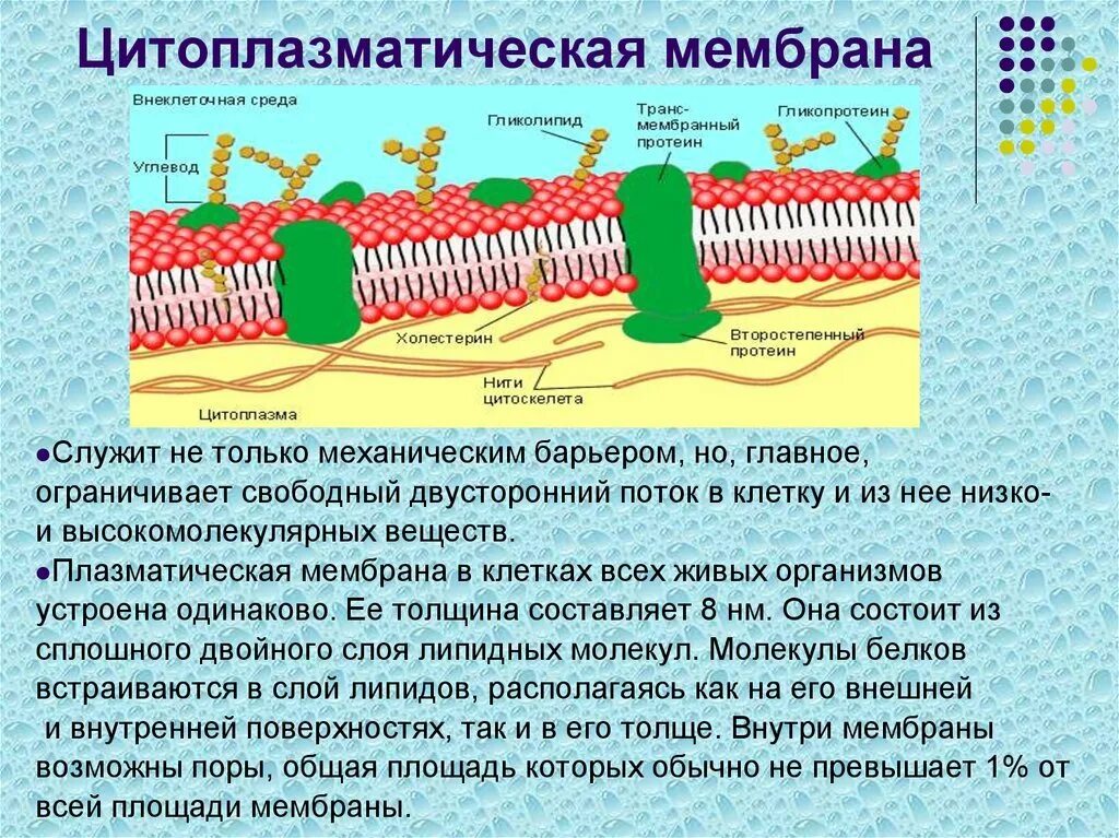 Наружная клеточная мембрана и цитоплазматическая мембрана. Липиды в цитоплазматической мембране. Строение цитоплазматической мембраны. Цитоплазматическая мембрана гидрофобная и гидрофильная. Эукариотическая клетка плазматическая мембрана