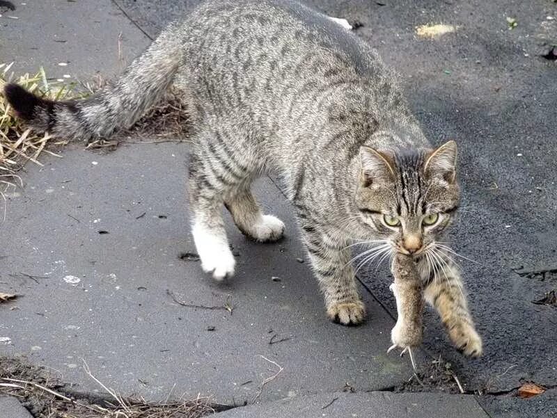 Кошка с мышью. Кошки-мышки. Кошки-мышки. Кошка с добычей. Сон кошки ловят мышей.