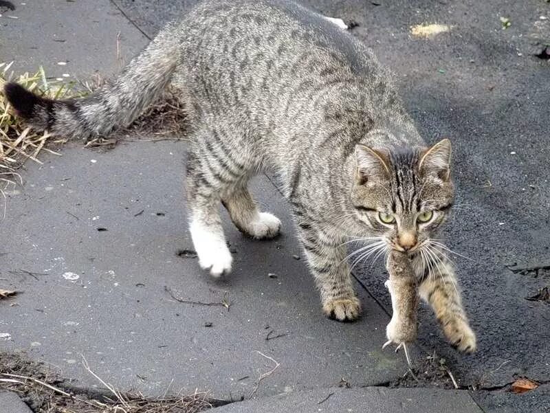 Догони кошку. Кот охотится на мышь. Кошки крысоловы. Дворовые кошки. Кошка несет котенка.