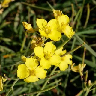 File:Diplotaxis tenuifolia-Roquette jaune-Fleurs-20211018.jpg - Wikimedia Common