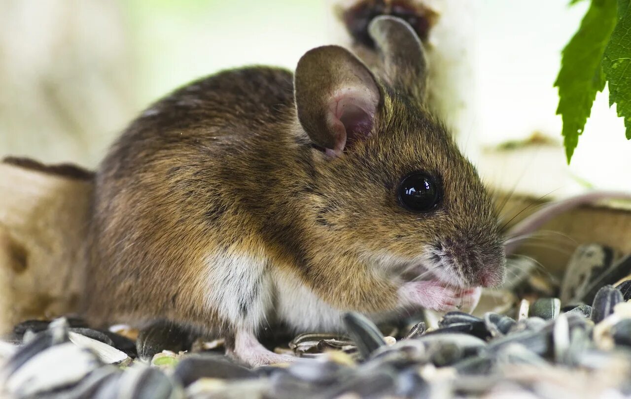 Мышь это млекопитающее или нет. Синантропные животные черная крыса. Мышь это млекопитающее или нет. Мышь млекопитающая. Большеухая полевка.