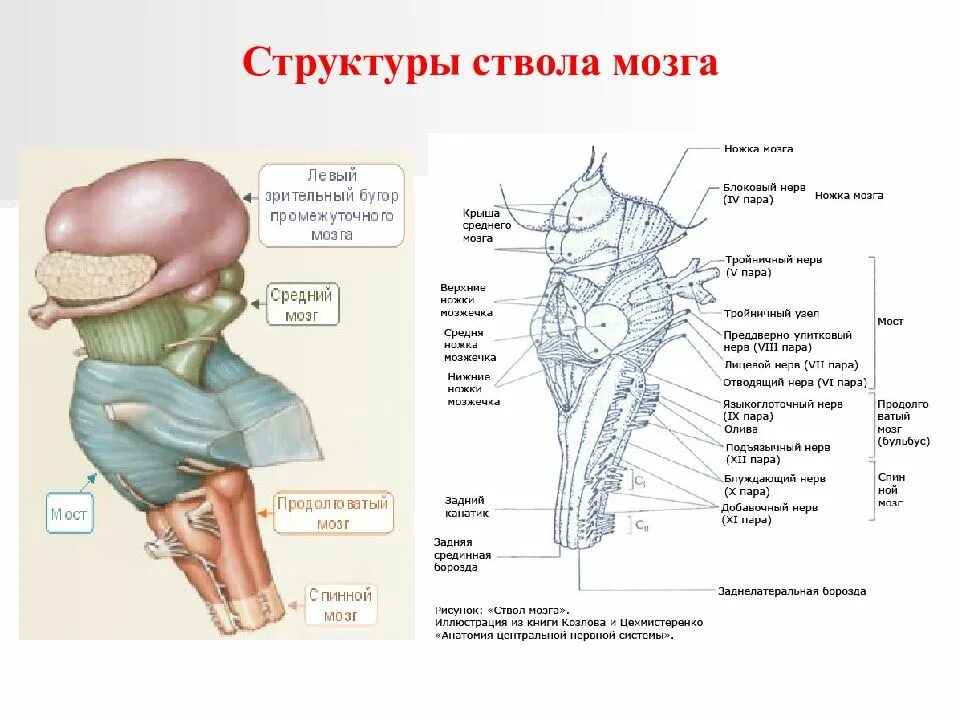 Ствол мозга анатомия функции. Внешнее строение ствола мозга. Топография ствола головного мозга. Структуры ствола мозга анатомия. Структура ствола мозга включает