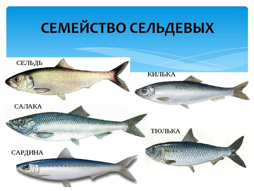 виды сельди. атлантическая сельдь описание. где живет сельдь. сельдевые представители семейства рыб. сельдь характеристика.