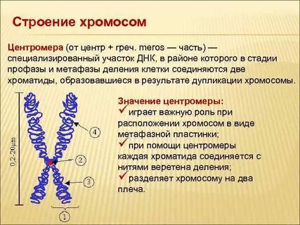 Химический состав половых хромосом