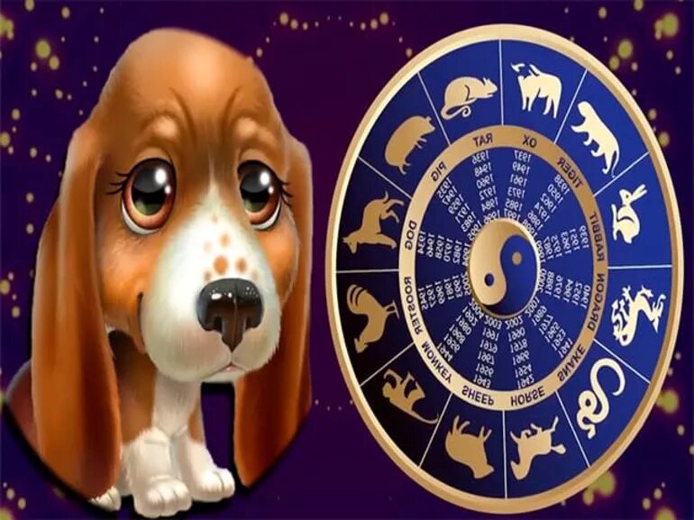 Гороскоп собаки весы. Собаки по знаку зодиака. Сораки по знаку зодиака. Собачий знак зодиака. Собаки ал знакам зодиаку.