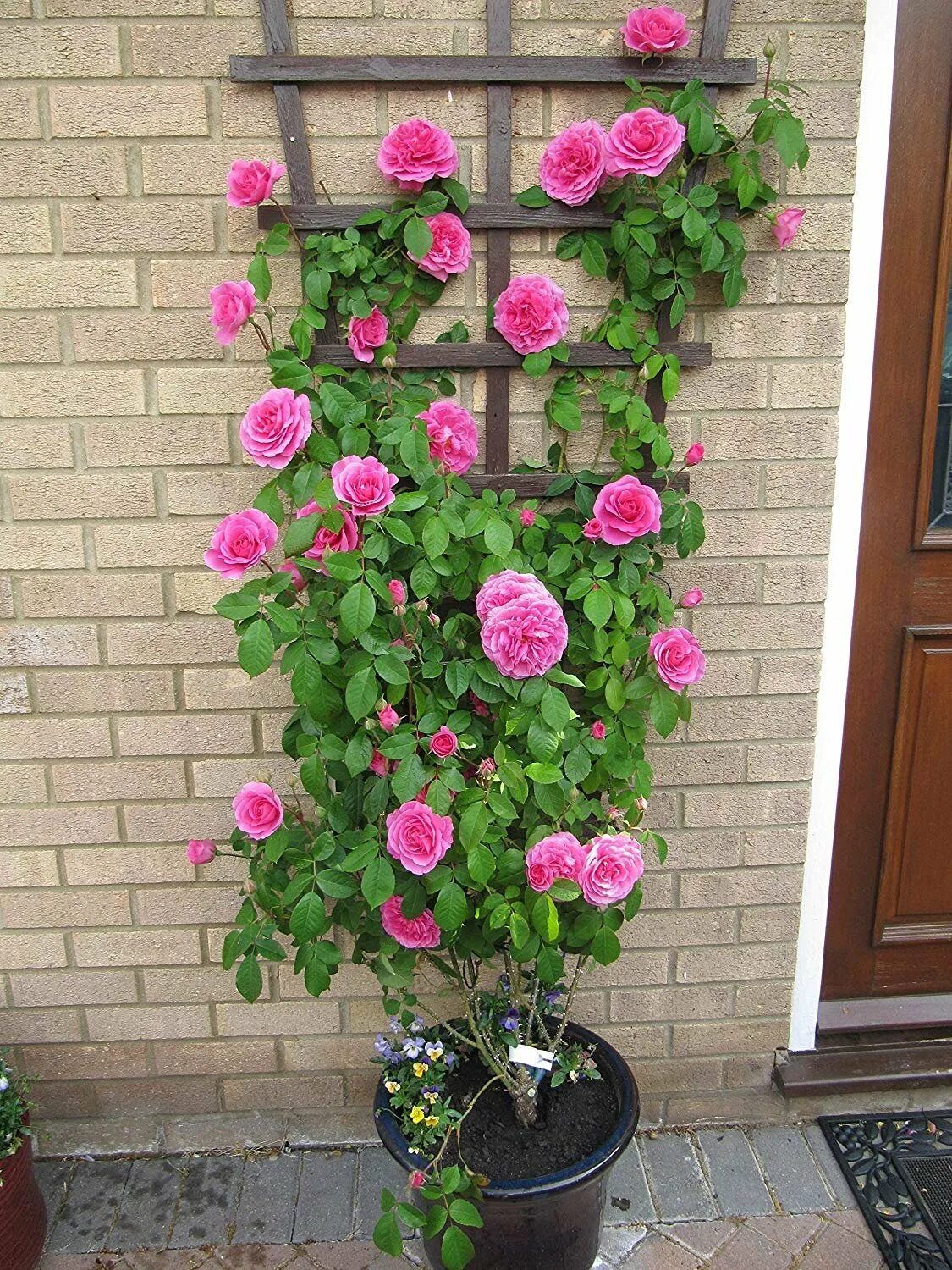 Можно ли посадить розу в доме. Роуз Гарден плетистая.