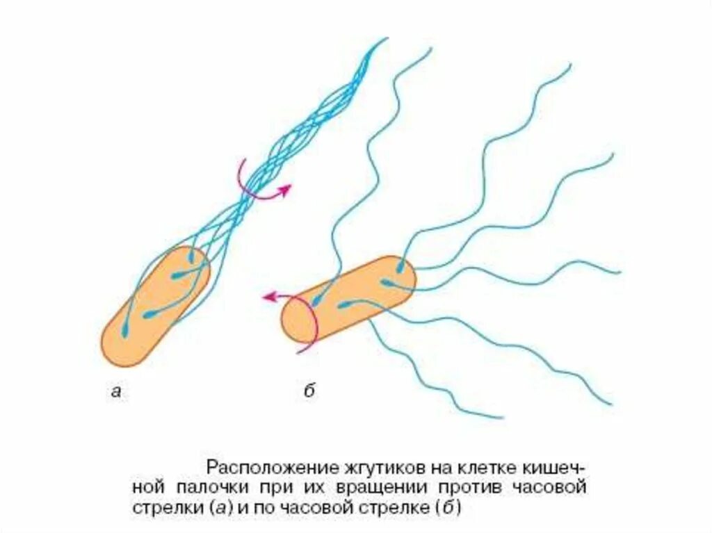 С помощью жгутиков. Движение жгутика бактерии. жгутики у бактерий для передвижения. движение бактерий с помощью жгутиков. движения клетки жгутиковое.