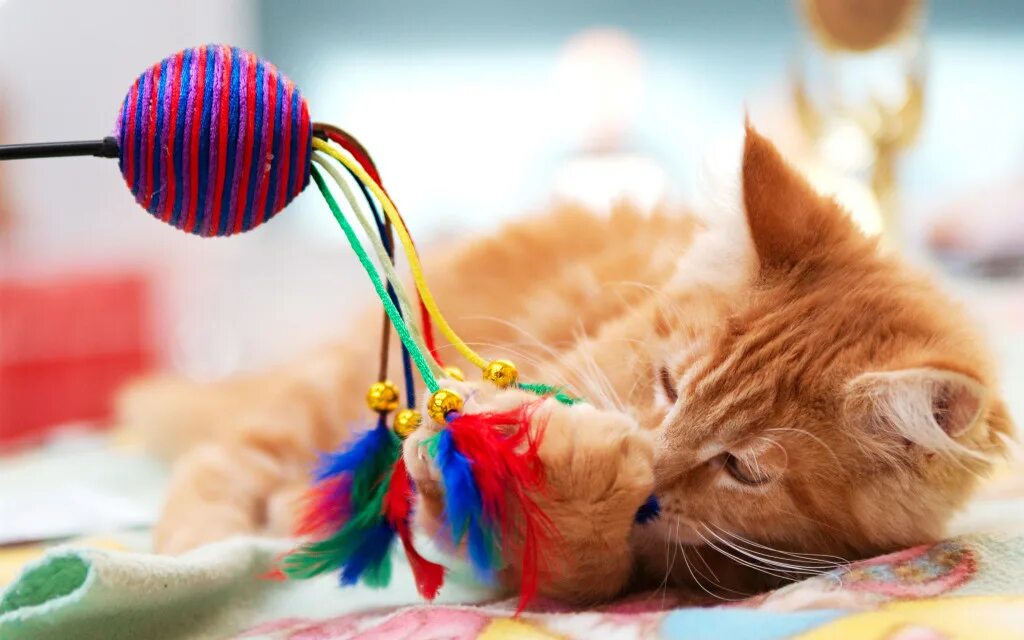 Кот играет с игрушкой. Игрушка котик. игрушка для кошки. игрушка «котенок». кот играется.
