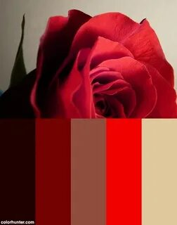 Rose red color