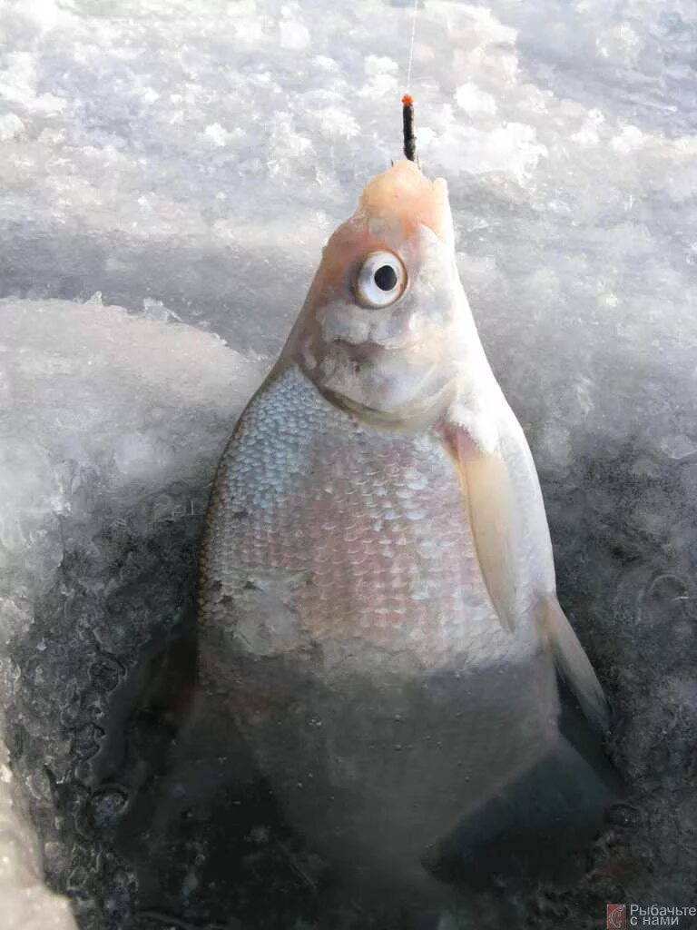 ,густера рыба густера. Подлещик плотва. Густера малек. Лещ плотва густера. Рыбец и вобла.