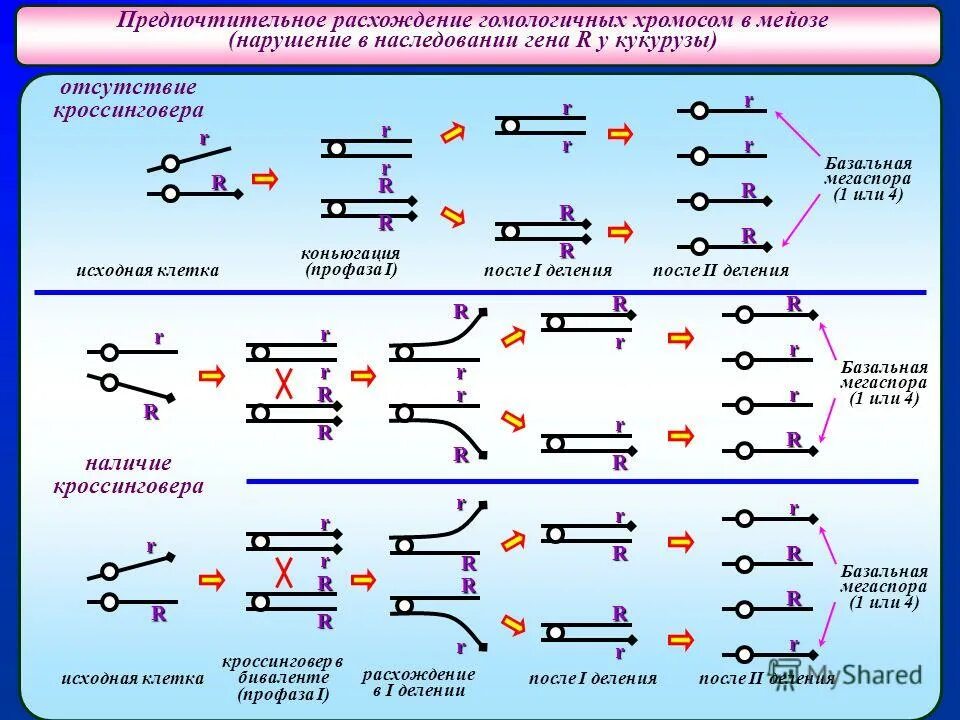 Независимое расхождение хромосом в мейозе кроссинговер. Расхождение гомологичных. расхождение гомологичных хромосом. отсутствие кроссинговера. расхождение гомологических хромосом мейоза.