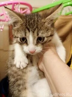 Ногинск котята в добрые