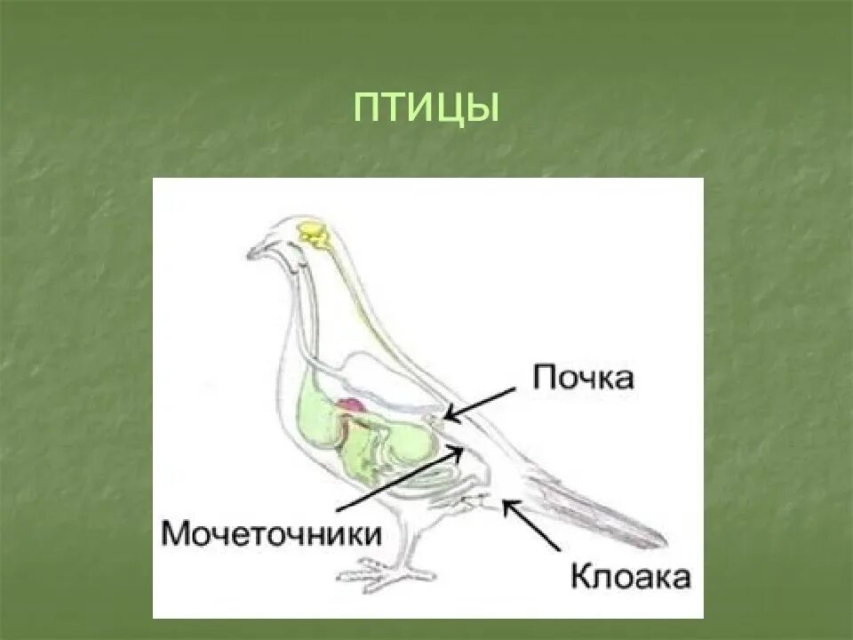 Строение выделительной системы птиц. Мочевыделительная система птиц анатомия. Выделительная система система птиц. Выделительная птиц. Характеристика выделительной системы птиц.