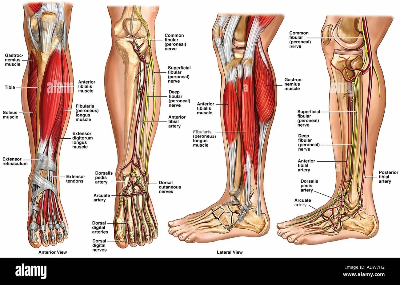 Строение ноги до колена. Строение скелета голени ноги человека. Мышцы голени и стопы анатомия. Анатомия Soleus. Мышцы голени анатомия.