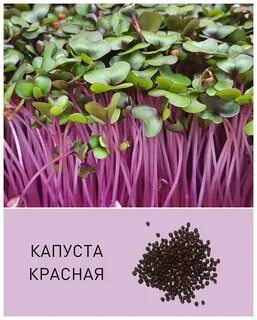 Микрозелень капуста красная