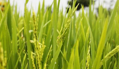 Rice 4