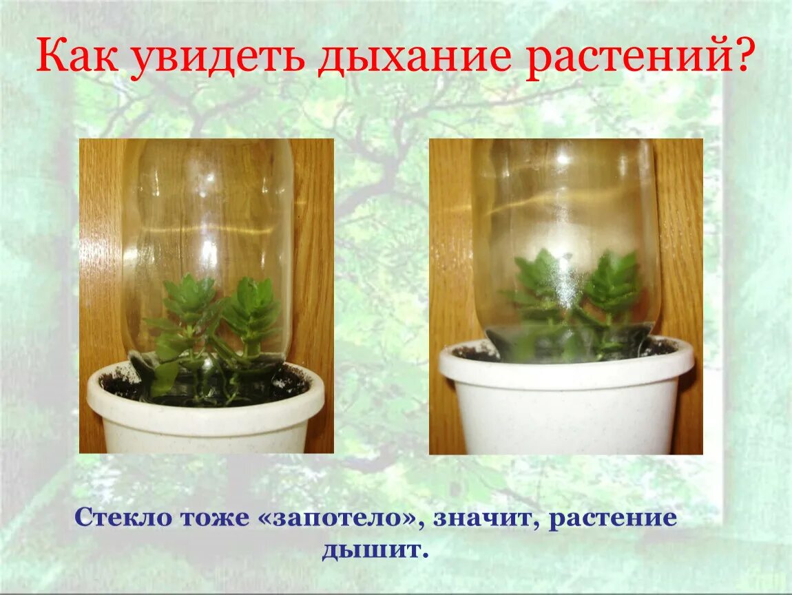 Опыт дыхание органов растений. Опыты с растениями. Опыты с комнатными цветами. Эксперимент с комнатными растениями. Опыты с комнатными растениями.