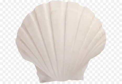 Seashell beige