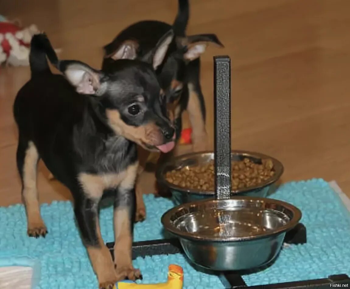 Какие каши можно чихуахуа. Кормление собак. Кормление собак маленьких пород. Рацион щенков чихуахуа. Меню для чихуахуа.