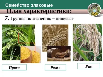 Характеристика злаковых