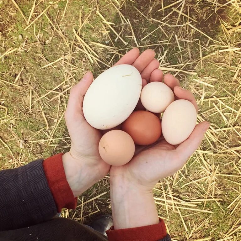 Покажи яйцо курицы. Гусыня и гусиное яйцо. Яйца куриные гусиные Утиные.