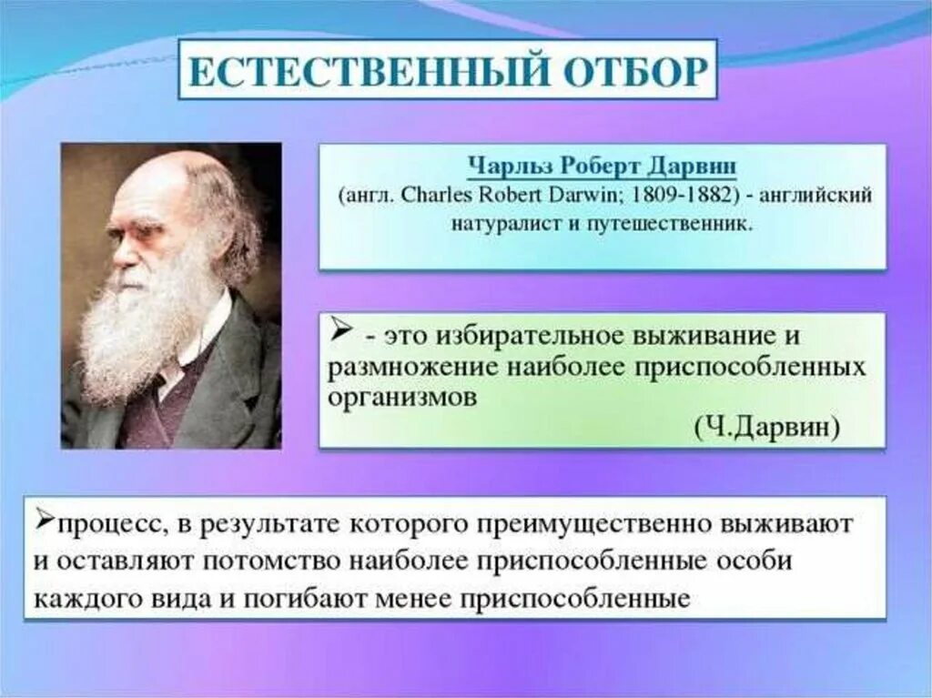 Естественный отбор происходит из за действия. Теория естественного отбора Дарвина. Естественный отбор по Дарвину. Естественныиотбор это. Естественный отбор это в биологии.