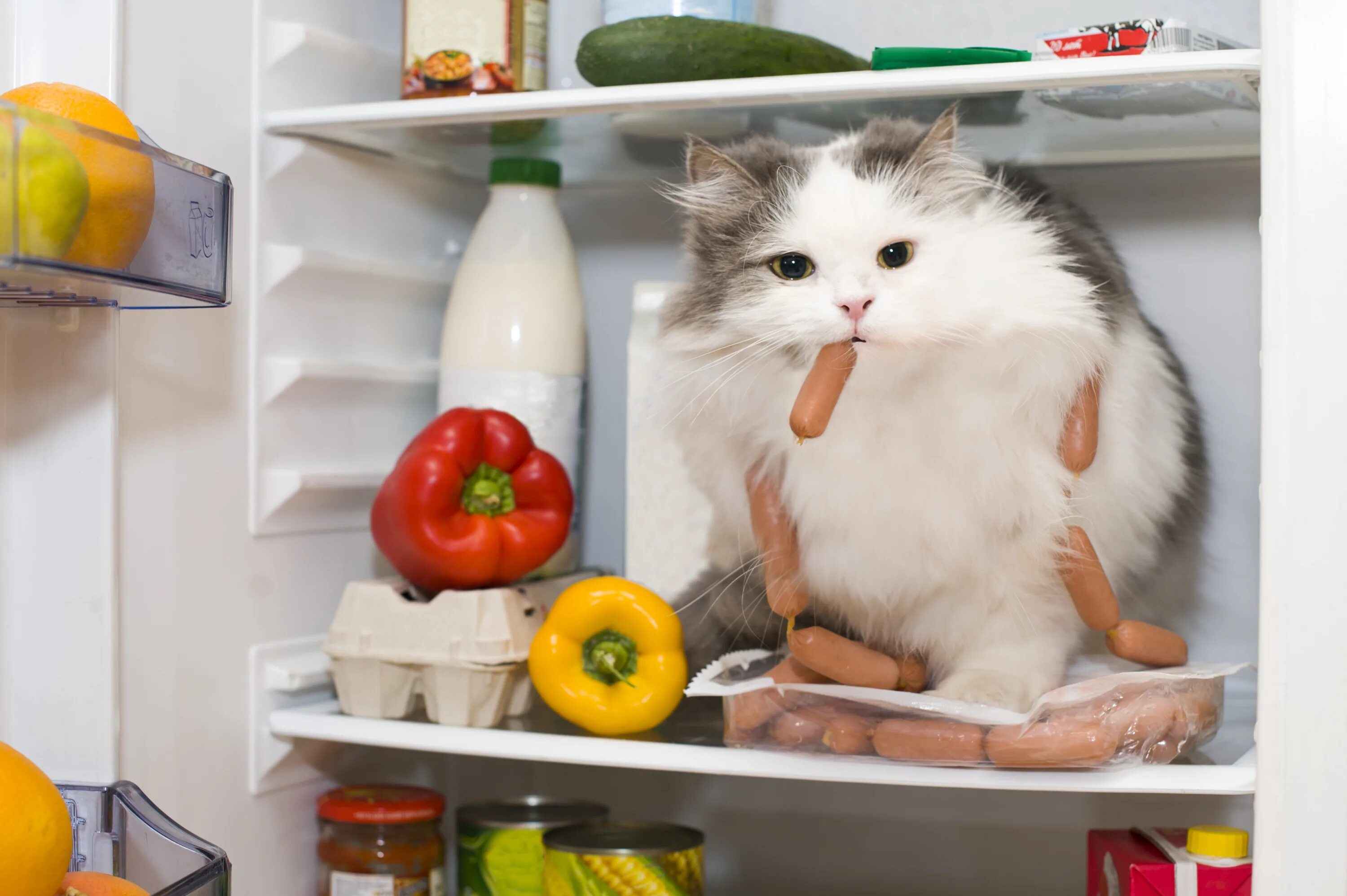 Животные с едой. Кот в холодильнике. Котик с едой. Еда для кошек. Котенок на кухне.